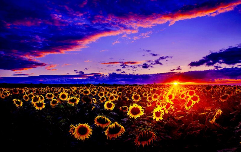 Sunflower Field at Sunset — Purple, Dramatic, Photograph