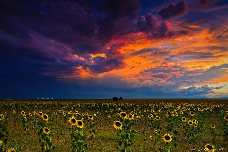 Sunflower Field at Sunset — Purple, Dramatic