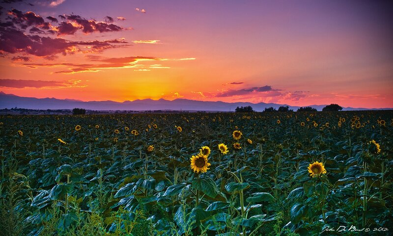 Sunflower Field at Sunset — Purple, Serene