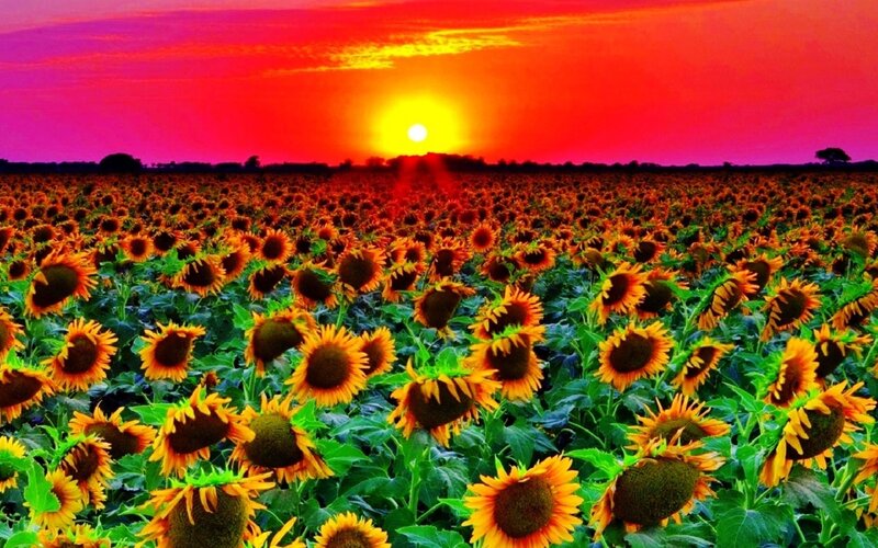 Sunflower Field at Sunset — Red, Dramatic, Photograph, Sun