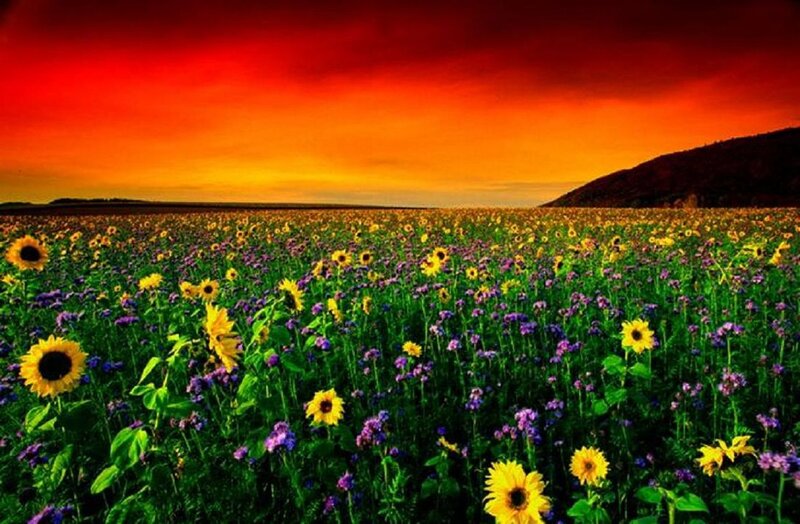 Sunflower Field at Sunset — Red, Dramatic, Photograph
