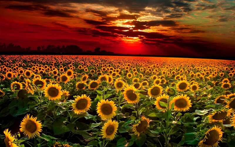 Sunflower Field at Sunset — Red, Dramatic