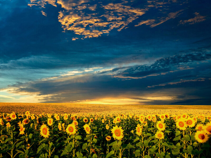 Sunflower Field at Sunset — Yellow, Blue