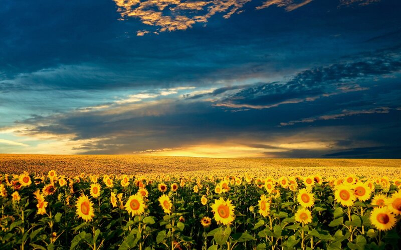 Sunflower Field at Sunset — Yellow, Clouds