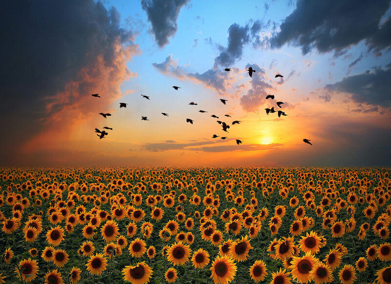 Sunflower Field at Sunset — Yellow, Dramatic, Photograph, Birds