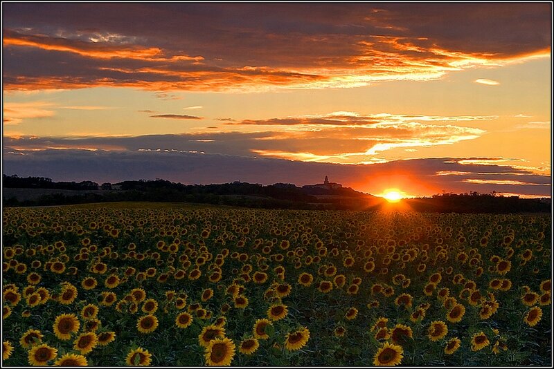 Sunflower Field at Sunset — Yellow, Dramatic, Photograph, Clouds, Hill