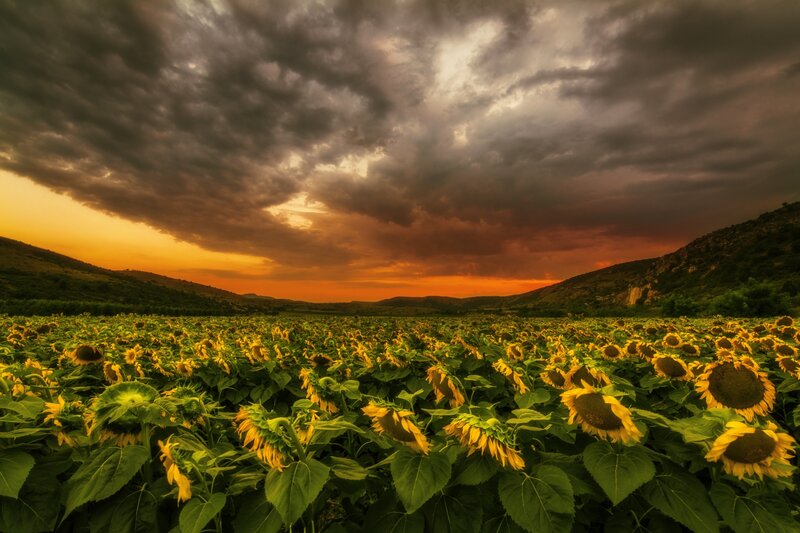 Sunflower Field at Sunset — Yellow, Dramatic, Photograph, Clouds, Hills, Sky