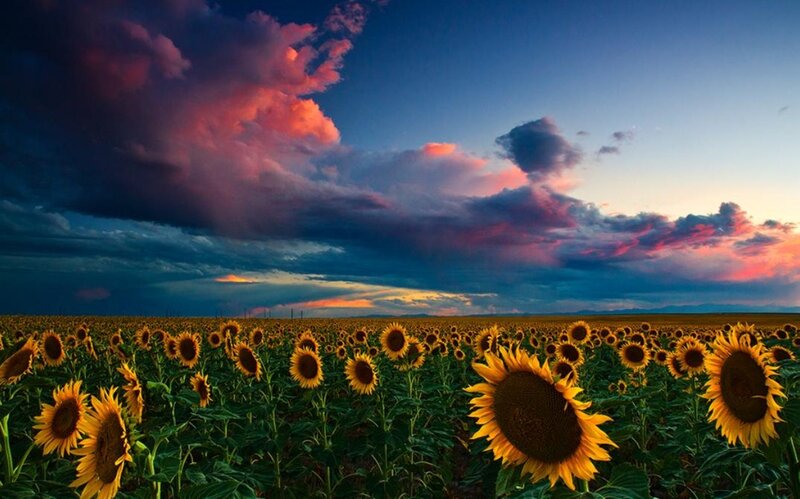 Sunflower Field at Sunset — Yellow, Dramatic, Photograph, Clouds, Sky, Blue