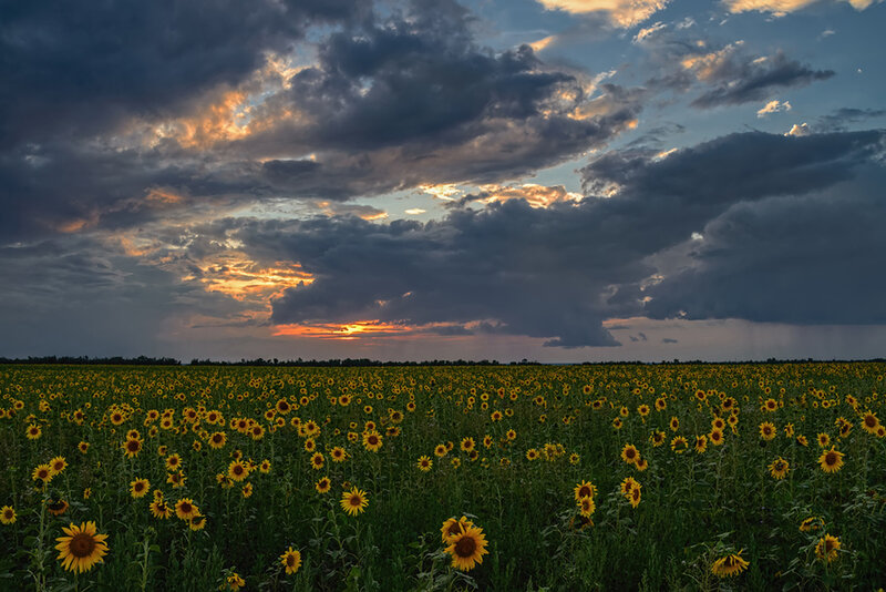 Sunflower Field at Sunset — Yellow, Dramatic, Photograph, Clouds, Sky, Horizon