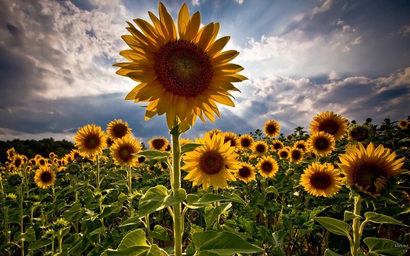 Sunflower Field at Sunset — Yellow, Dramatic, Photograph, Clouds, Sky