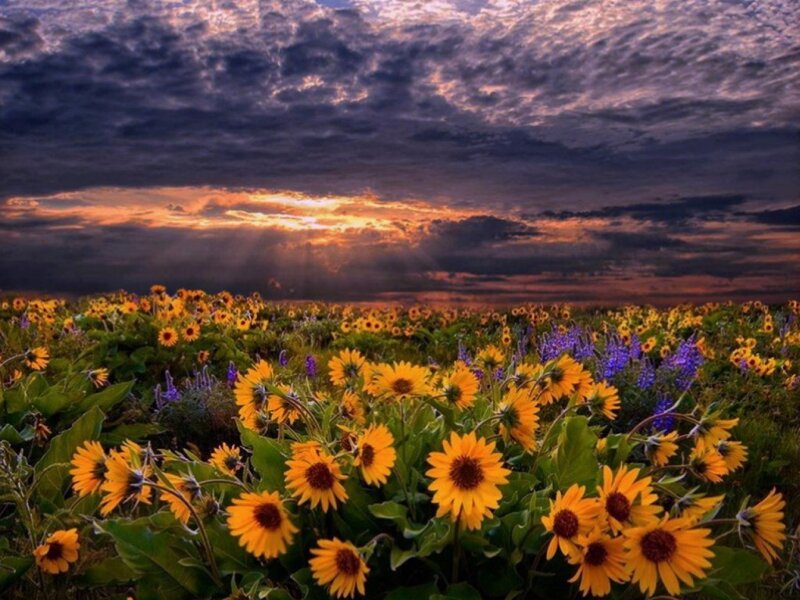 Sunflower Field at Sunset — Yellow, Dramatic, Photograph, Clouds