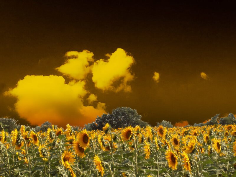 Sunflower Field at Sunset — Yellow, Dramatic, Photograph, Clouds, Trees, Sky, Orange
