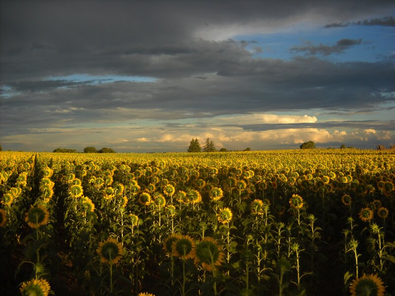 Sunflower Field at Sunset — Yellow, Dramatic, Photograph, Clouds, Trees, Sky