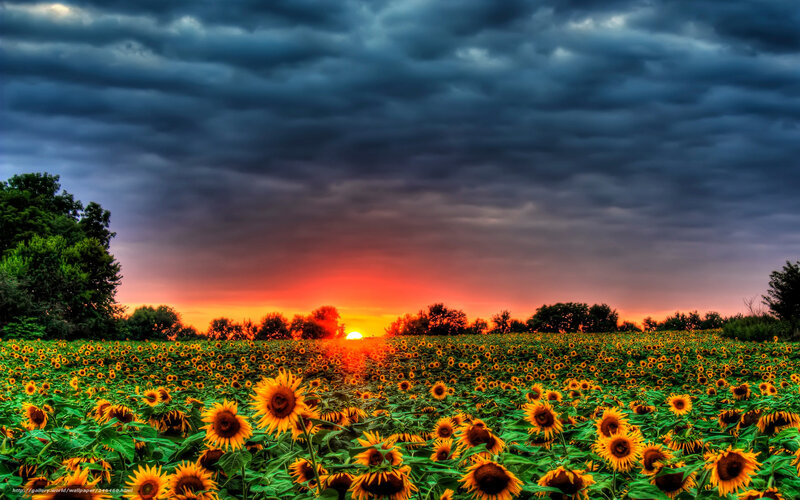 Sunflower Field at Sunset — Yellow, Dramatic, Photograph, Clouds, Trees