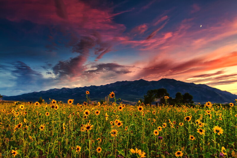 Sunflower Field at Sunset — Yellow, Dramatic, Photograph, Mountains, Clouds, Moon