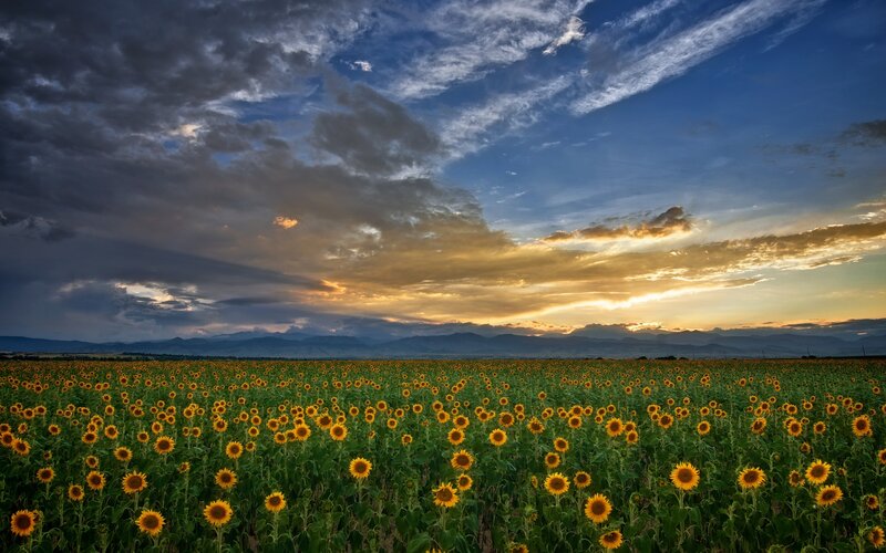 Sunflower Field at Sunset — Yellow, Dramatic, Photograph, Mountains, Clouds, Sky, Green, Blue