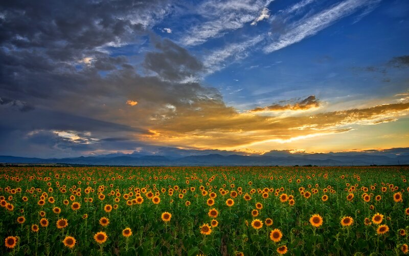 Sunflower Field at Sunset — Yellow, Dramatic, Photograph, Mountains, Clouds, Sky