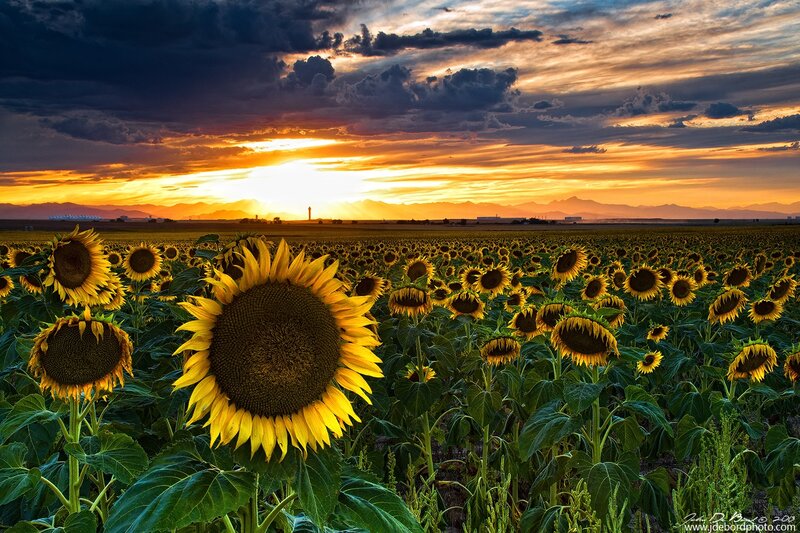 Sunflower Field at Sunset — Yellow, Dramatic, Photograph, Mountains, Clouds