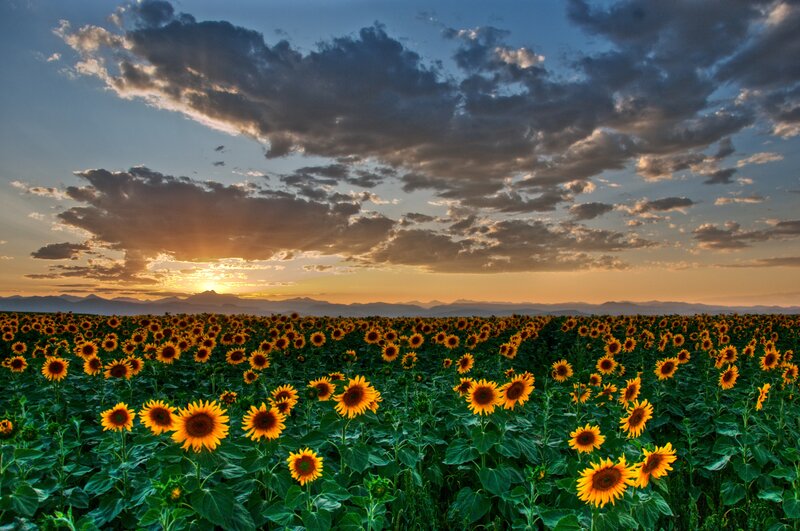 Sunflower Field at Sunset — Yellow, Dramatic, Photograph, Mountains