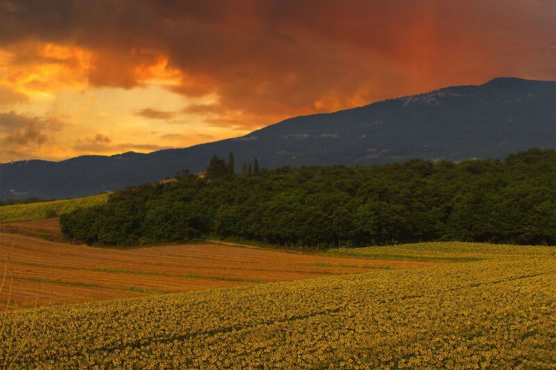 Sunflower Field at Sunset — Yellow, Dramatic, Photograph, Mountains, Trees