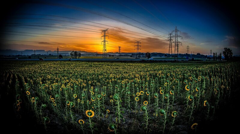 Sunflower Field at Sunset — Yellow, Dramatic, Photograph, Power Lines
