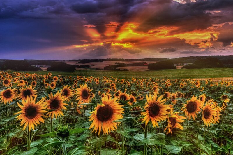 Sunflower Field at Sunset — Yellow, Dramatic, Photograph, Sky, Clouds, Fields