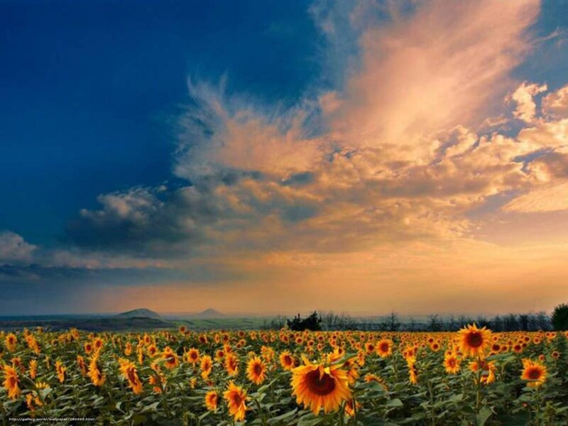 Sunflower Field at Sunset — Yellow, Dramatic, Photograph, Sky, Clouds, Hills
