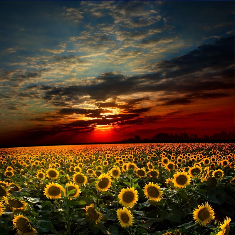 Sunflower Field at Sunset — Yellow, Dramatic, Photograph, Sky, Clouds, Horizon