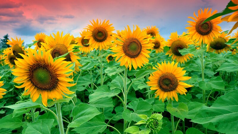 Sunflower Field at Sunset — Yellow, Dramatic, Photograph, Sky, Clouds, Plants