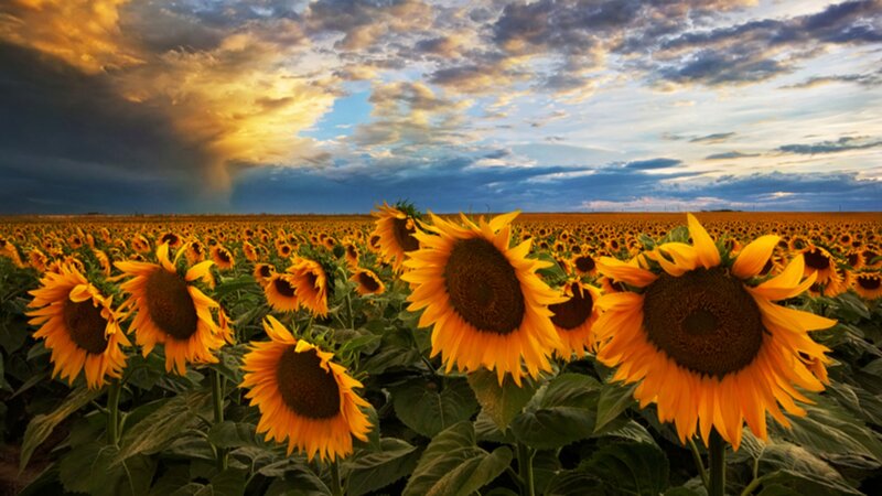Sunflower Field at Sunset — Yellow, Dramatic, Photograph, Sky, Clouds, Rain