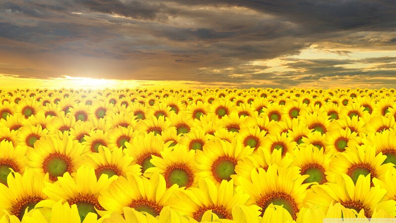 Sunflower Field at Sunset — Yellow, Dramatic, Photograph, Sky, Clouds, Sun, Orange