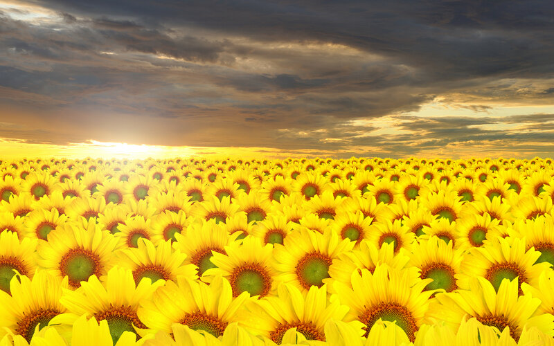 Sunflower Field at Sunset — Yellow, Dramatic, Photograph, Sky, Clouds, Sun