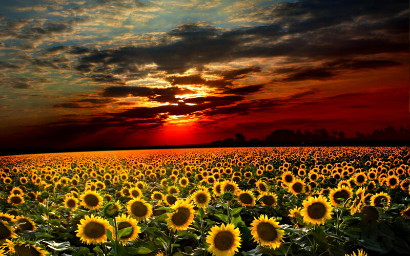 Sunflower Field at Sunset — Yellow, Dramatic, Photograph, Sky, Clouds, Trees