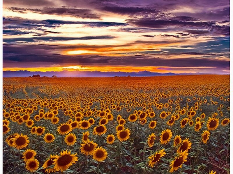 Sunflower Field at Sunset — Yellow, Dramatic, Photograph, Sky, Mountains