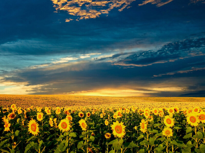 Sunflower Field at Sunset — Yellow, Dramatic, Photograph, Sky