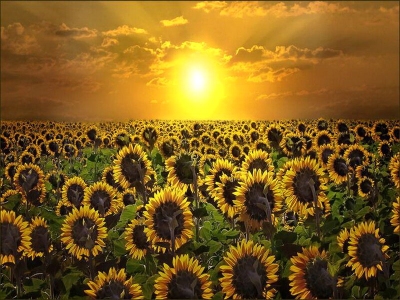 Sunflower Field at Sunset — Yellow, Dramatic, Photograph, Sun, Clouds