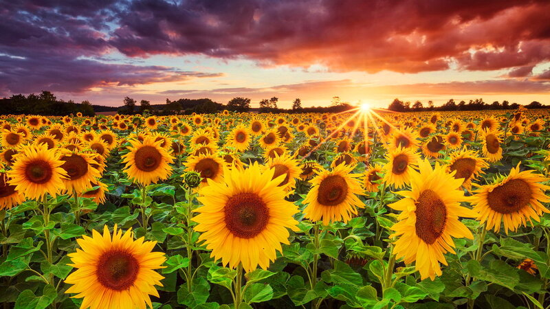 Sunflower Field at Sunset — Yellow, Dramatic, Photograph, Sun, Clouds, Trees