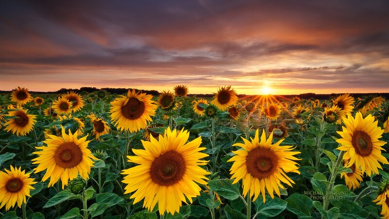 Sunflower Field at Sunset — Yellow, Dramatic, Photograph, Sun, Sky, Clouds