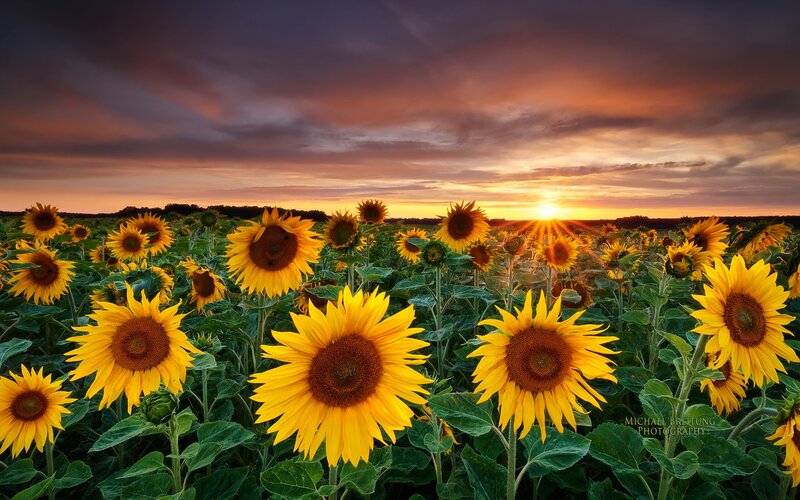 Sunflower Field at Sunset — Yellow, Dramatic, Photograph, Sun, Sky, Clouds, Trees