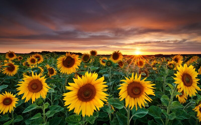 Sunflower Field at Sunset — Yellow, Dramatic, Photograph, Sun, Sky