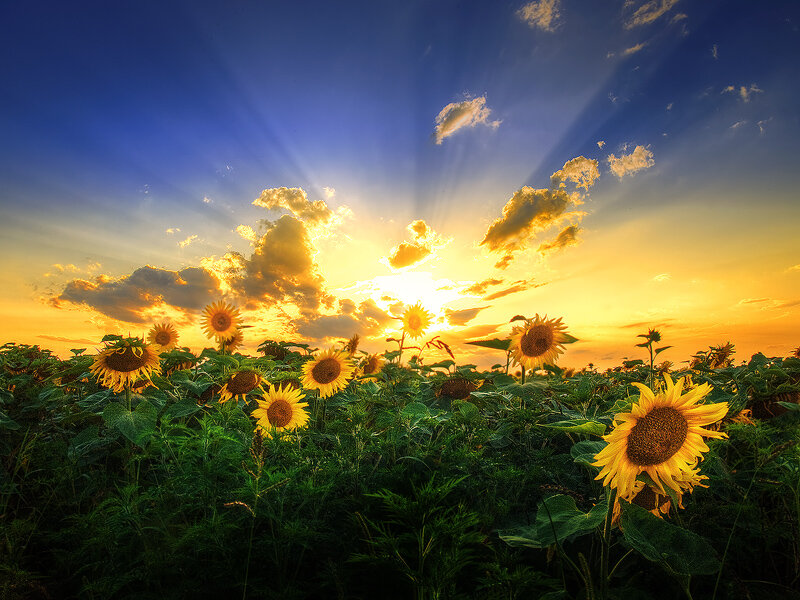 Sunflower Field at Sunset — Yellow, Dramatic, Photograph, Sun