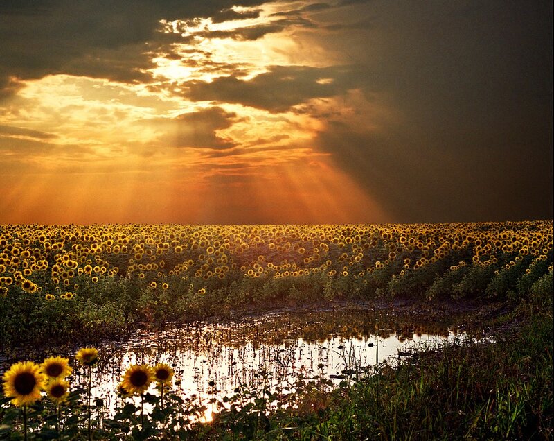 Sunflower Field at Sunset — Yellow, Dramatic, Photograph, Sunflowers, Clouds