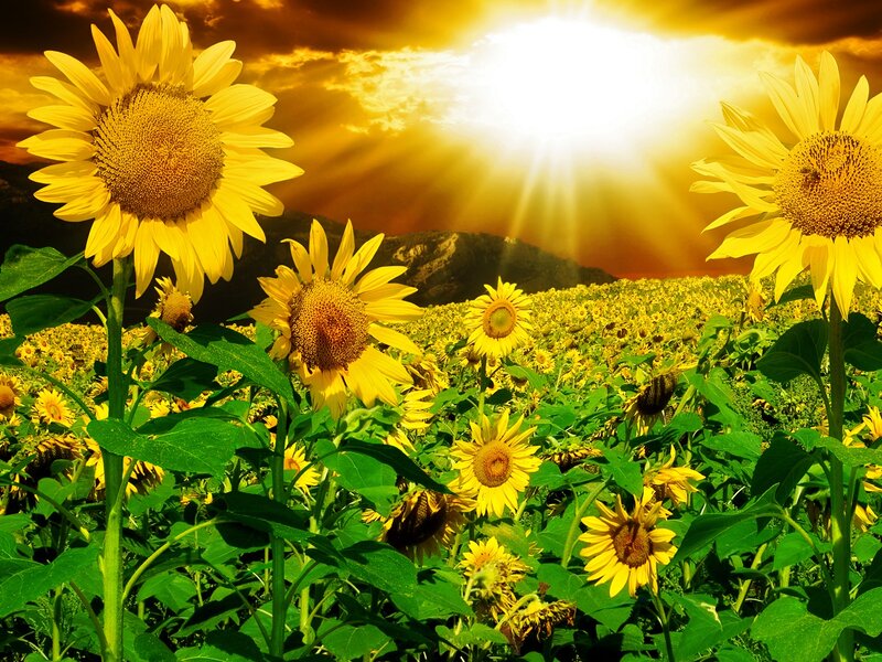 Sunflower Field at Sunset — Yellow, Dramatic, Photograph, Sunflowers, Mountains