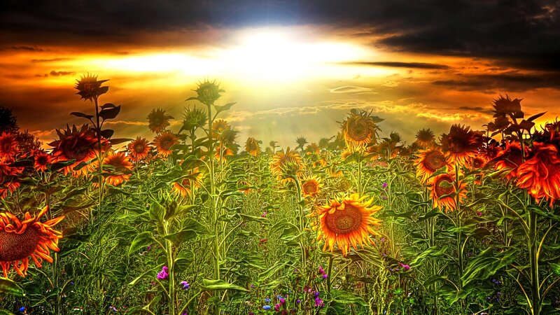 Sunflower Field at Sunset — Yellow, Dramatic, Photograph, Sunflowers, Sky, Clouds