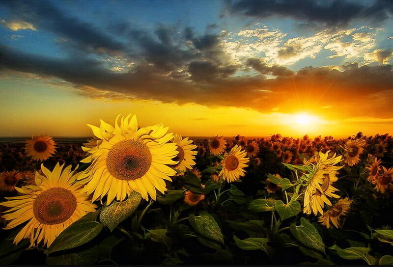Sunflower Field at Sunset — Yellow, Dramatic, Photograph, Sunflowers