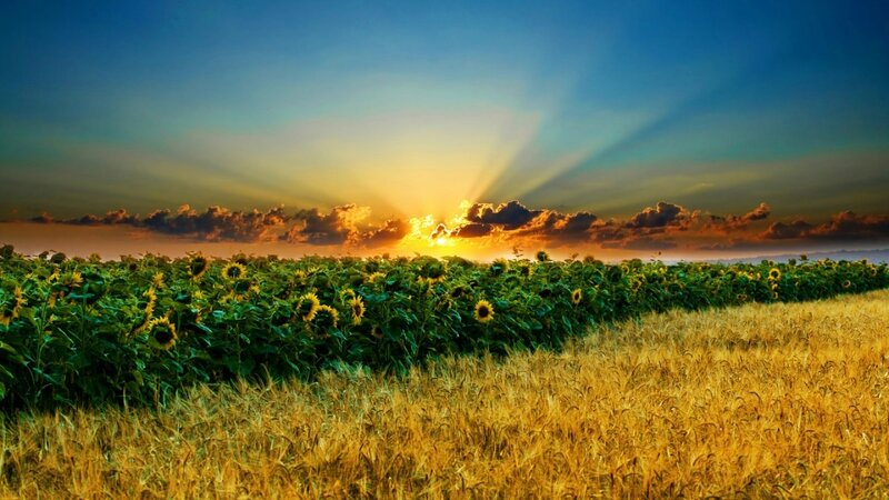 Sunflower Field at Sunset — Yellow, Dramatic, Photograph