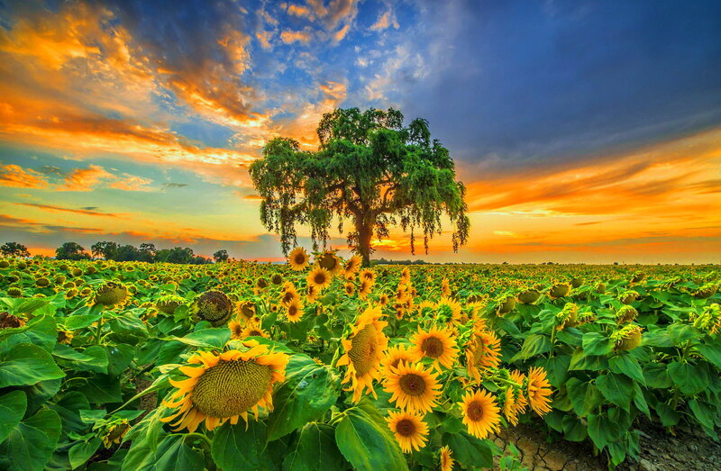 Sunflower Field at Sunset — Yellow, Dramatic, Photograph, Tree