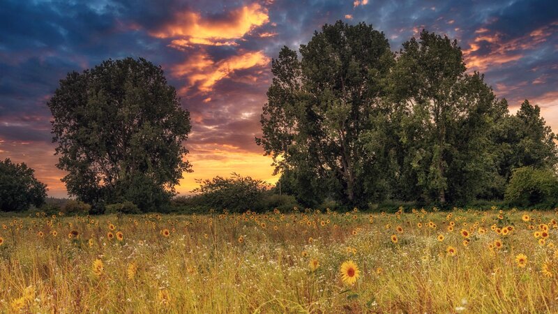 Sunflower Field at Sunset — Yellow, Dramatic, Photograph, Trees