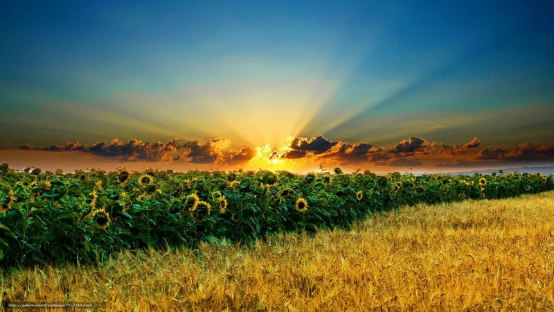Sunflower Field at Sunset — Yellow, Dramatic, Photograph, Wheat Field, Clouds, Sky