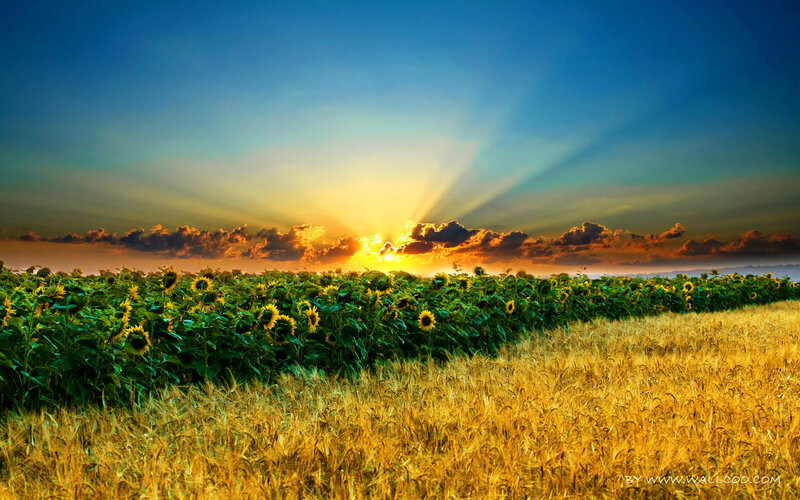 Sunflower Field at Sunset — Yellow, Dramatic, Photograph, Wheat Field, Clouds, Sun Rays